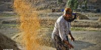 ۸ طرح خودکفایی محصولات کشاورزی چشم‌انتظار نگاه دولت