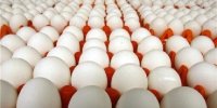 آمار صادرات تخم مرغ در سال ۹۷ به صفر رسید