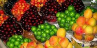 کمبود سیب زمینی به زودی برطرف می‌شود