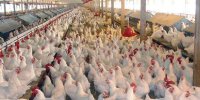 تعیین تکلیف نرخ مرغ دوشنبه آینده