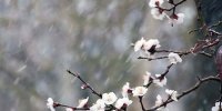 سرما ۳۰۰ میلیارد تومان به بخش کشاورزی آذربایجان غربی خسارت زد