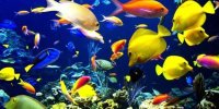 مجوز تکثیر و پرورش ۳۰ میلیون قطعه ماهی زینتی در قزوین صادر شد