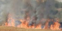 نفس مازندران تنگ شد/ آتش در خرمن شالیزار