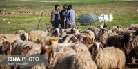 تعداد خانوارهایی که از مراتع امرار معاش می‌کنند ۵ برابر ظرفیت آن است