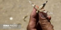 آغاز مقابله با ملخ‌ها در تهران