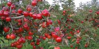 دزدی یک‌شبه محصولات کشاورزی باغداران شهریار!؟