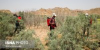 سخنگوی کمیسیون کشاورزی: کمیسیون با جدیت به دنبال مهار ملخ‌هاست