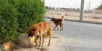 تشکیل ۴ کارگروه تخصصی  جهت کنترل جمعیت سگ‌های بدون صاحب