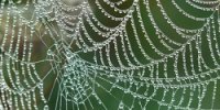 کشف پروتئین جدیدی در تار عنکبوت