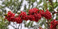 تدوین طرح توسعه بهره‌برداری تجاری از گیاهان دارویی درخراسان جنوبی/تلاش برای ایجاد پژوهشکده زرشک
