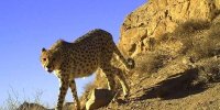 دلایل کندشدن احیای یوز ایرانی/ ارائه تستی برای افزایش شانس باروری