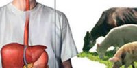 تب کریمه کنگو چگونه می‌تواند مرگ‌آور شود