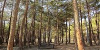 اعلام جزئیات حادثه آتش‌سوزی در چیتگر