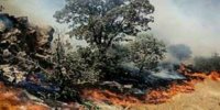 دشتک دیل و گناوه لری گچساران در حال سوختن / ‌3  نفر از اطفاءکنندگان بدحال هستند