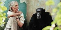 جین گودال؛ زنی که در کنار شامپانزه‌ها زندگی کرد