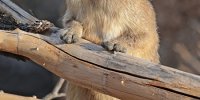 حقایق جالبی که معلم زیست‌شناسی به شما نگفته!