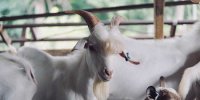جذاب‌ترین و مشهورترین بز دنیا