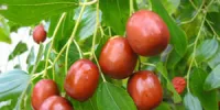 خواص دارویی عناب