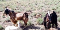 مراسم سنتی پشم چینی گوسفندان در دامنه کوه قبله میامی