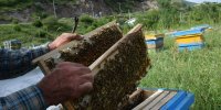 شهد شیرین اقتصاد مقاومتی با پرورش زنبور عسل در آستارا