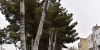 هرس نامتعارف درختان در شاهرود