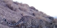 فیروزکوه فقط تنگه‌واشی نیست/بهشت حیات وحش در دو قدمی تهران