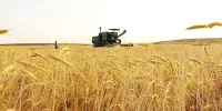۱۹۴ هکتار از گندمزارهای اندیمشک طعمه حریق شدند
