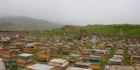 آزادسازی واردات زنبور ملکه در دست انداز کارشکنی‌ها