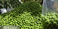 برداشت این روزهای مرغوبترین خوشمزه های کویر