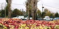 انباشت سیب در کنار جاده‌های آذربایجان غربی ممنوع شد