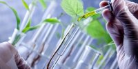 اجرای طرح‌های تحقیقاتی و تولیدی کشاورزی و دامپروری در دانشگاه آزاد ورامین