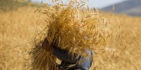 تولید و تجاری‌سازی چهار رقم بذر گندم مقاوم به کم‌آبی