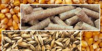 واردات نهاده‌های دامی با تولید خوراک دام از نیشکر کاهش می‌یابد