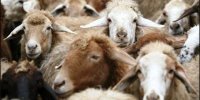کاهش تعداد دام سبک در کشور