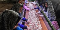 افزایش ۲۳ درصدی اشتغال در روستاها