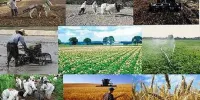 قیمت گوشت و سیب زمینی کاهش می یابد؟!