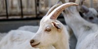 تولید برترین‌ نژادهای بُز در ایران و واردات دام/کنترل مرگ‌ومیر ناشی از اسهال در دام‌ها
