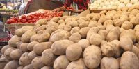 نماینده فریدن در مجلس: قیمت پایین سیب‌زمینی موجب ضرر کشاورزان است