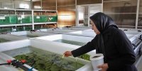 کاهش حوادث ناشی از کار با شغل‌های سبز