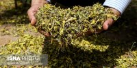 خطر هجوم ملخ به شهرستان‌های مرزی فارس