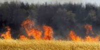 مهار آتش سوزی ‌مزرعه گندم در ورامین