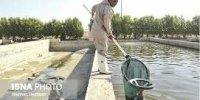 80 درصد میگوی پرورشی هرمزگان صادر می شود