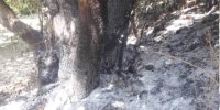 مهار کامل آتش سوزی جنگل‌های کوه مورد پس از ۳ روز