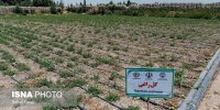 گیاهان دارویی و آبیاری تجمیعی به کمک دریاچه ارومیه می‌آیند