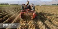 روزگار ناخوش سیب‌زمینی