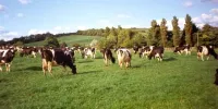 دامداری باید با زراعت تلفیق شود