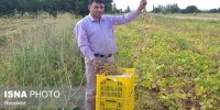 تولید بذر جدید لوبیا در کشور توسط کشاورز هیدجی