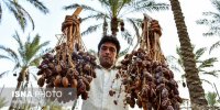 برگزاری جشنواره خرما در دیار نخل و آفتاب