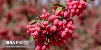 خطاب محققان به باکتری‌های دندانی: زرشک!