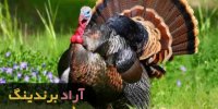 خرید بوقلمون وحشی نر